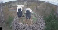 2025-03-31 22_16_23-Wodociągi Ostrołęka – transmisja na żywo - YouTube - Maxthon.png