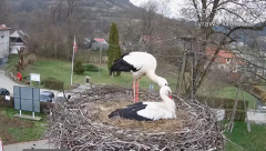 2025-03-31 22_49_51-Tyrawa Wołoska - gniazdo bocianie - YouTube - Maxthon.png