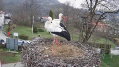 2025-03-31 22_50_13-Tyrawa Wołoska - gniazdo bocianie - YouTube - Maxthon.png
