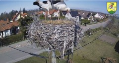 IMG_2131.jpeg