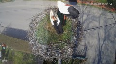 IMG_2085.jpeg