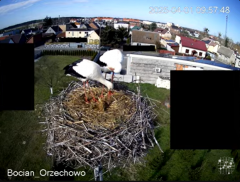 2025-04-01 20_16_18-Bocian Wojtek i jego rodzinka z Orzechowa - Żerkowsko-Czeszewski Park Krajobrazo.png
