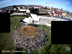 2025-04-01 20_16_44-Bocian Wojtek i jego rodzinka z Orzechowa - Żerkowsko-Czeszewski Park Krajobrazo.png
