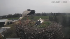2025-04-01 21_00_28-Bociany - Raszków - YouTube - Maxthon.png