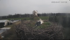 2025-04-01 21_00_40-Bociany - Raszków - YouTube - Maxthon.png