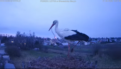 2025-04-01 21_51_25-bociany-online.pl - gniazdo - LIVE - YouTube - Maxthon.png