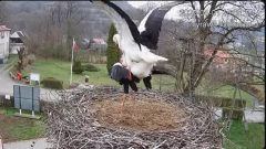 2025-04-01 21_56_18-Tyrawa Wołoska - gniazdo bocianie - YouTube - Maxthon.png