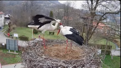 2025-04-01 21_57_29-Tyrawa Wołoska - gniazdo bocianie - YouTube - Maxthon.png
