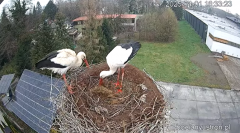2025-04-01 22_05_23-Bociany Ustroń - transmisja na żywo - YouTube - Maxthon.png