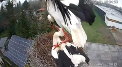 2025-04-01 22_06_05-Bociany Ustroń - transmisja na żywo - YouTube - Maxthon.png