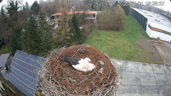 2025-04-01 22_11_13-Bociany Ustroń - transmisja na żywo - YouTube - Maxthon.png