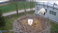 2025-04-01 22_14_10-#Gniazdo #Bocian #nażywo #nature #kamera #Zambrow #WhiteStork #nest #ptaki #pola.png