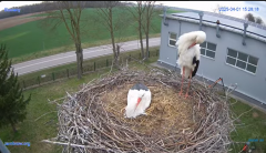 2025-04-01 22_14_29-#Gniazdo #Bocian #nażywo #nature #kamera #Zambrow #WhiteStork #nest #ptaki #pola.png
