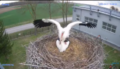 2025-04-01 22_14_39-#Gniazdo #Bocian #nażywo #nature #kamera #Zambrow #WhiteStork #nest #ptaki #pola.png
