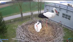 2025-04-01 22_14_42-#Gniazdo #Bocian #nażywo #nature #kamera #Zambrow #WhiteStork #nest #ptaki #pola.png