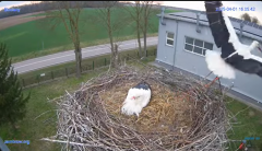 2025-04-01 22_16_18-#Gniazdo #Bocian #nażywo #nature #kamera #Zambrow #WhiteStork #nest #ptaki #pola.png