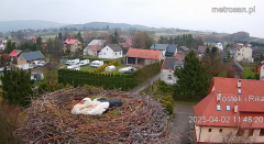 2025-04-02 17_42_10-Gniazdo bocianie _Kostek i Rika_ - Podkarpacie Kostarowce - YouTube – Brave.png
