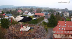 2025-04-02 17_43_37-Gniazdo bocianie _Kostek i Rika_ - Podkarpacie Kostarowce - YouTube – Brave.png