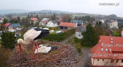 2025-04-02 17_44_53-Gniazdo bocianie _Kostek i Rika_ - Podkarpacie Kostarowce - YouTube – Brave.png