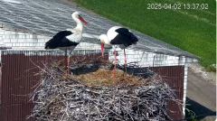 2025-04-02 17_58_05-Bociany - Lewków - YouTube – Brave.png