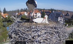 IMG_2477.jpeg