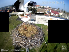 2025-04-02 20_01_28-Bocian Wojtek i jego rodzinka z Orzechowa - Żerkowsko-Czeszewski Park Krajobrazo.png