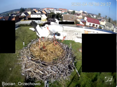 2025-04-02 20_01_49-Bocian Wojtek i jego rodzinka z Orzechowa - Żerkowsko-Czeszewski Park Krajobrazo.png