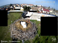 2025-04-02 20_02_00-Bocian Wojtek i jego rodzinka z Orzechowa - Żerkowsko-Czeszewski Park Krajobrazo.png