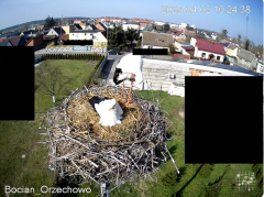 2025-04-02 20_02_06-Bocian Wojtek i jego rodzinka z Orzechowa - Żerkowsko-Czeszewski Park Krajobrazo.png