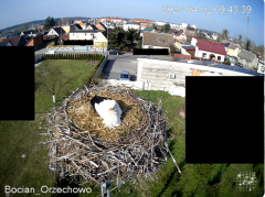 2025-04-02 20_02_26-Bocian Wojtek i jego rodzinka z Orzechowa - Żerkowsko-Czeszewski Park Krajobrazo.png