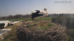 2025-04-02 20_59_19-Bociany - Raszków - YouTube – Brave.png