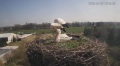 2025-04-02 20_59_29-Bociany - Raszków - YouTube – Brave.png