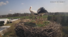 2025-04-02 21_00_06-Bociany - Raszków - YouTube – Brave.png