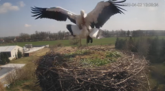 2025-04-02 21_00_29-Bociany - Raszków - YouTube – Brave.png
