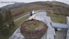 2025-04-02 21_28_22-[stimotion.pl] Bociany w Rzepedzi - YouTube – Brave.png