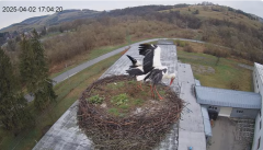 2025-04-02 21_28_43-[stimotion.pl] Bociany w Rzepedzi - YouTube – Brave.png