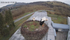 2025-04-02 21_29_02-[stimotion.pl] Bociany w Rzepedzi - YouTube – Brave.png