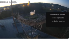 2025-04-02 21_33_52-[stimotion.pl] Bociany w Skołyszynie - YouTube – Brave.png