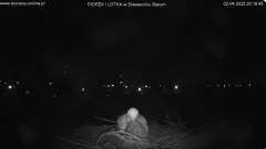 2025-04-02 21_37_59-bociany-online.pl - gniazdo - LIVE - YouTube – Brave.png