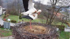 2025-04-02 22_14_12-Tyrawa Wołoska - gniazdo bocianie - YouTube – Brave.png