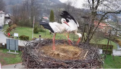 2025-04-02 22_14_29-Tyrawa Wołoska - gniazdo bocianie - YouTube – Brave.png