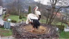 2025-04-02 22_14_37-Tyrawa Wołoska - gniazdo bocianie - YouTube – Brave.png