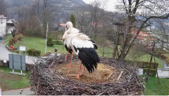 2025-04-02 22_14_52-Tyrawa Wołoska - gniazdo bocianie - YouTube – Brave.png
