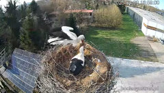 2025-04-02 22_20_06-Bociany Ustroń - transmisja na żywo - YouTube – Brave.png