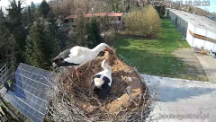 2025-04-02 22_20_14-Bociany Ustroń - transmisja na żywo - YouTube – Brave.png