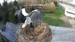 2025-04-02 22_21_35-Bociany Ustroń - transmisja na żywo - YouTube – Brave.png
