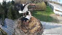 2025-04-02 22_21_44-Bociany Ustroń - transmisja na żywo - YouTube – Brave.png