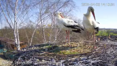2025-04-02 22_38_42-Bocian Mateusz z żoną ;) - Skaryszewskie gniazdo - YouTube – Brave.png