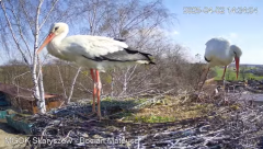 2025-04-02 22_39_03-Bocian Mateusz z żoną ;) - Skaryszewskie gniazdo - YouTube – Brave.png
