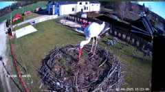 2025-04-02 23_39_15-GNIAZDO BOCIANIE PRZY OSP ŻELECHÓW - YouTube – Brave.png